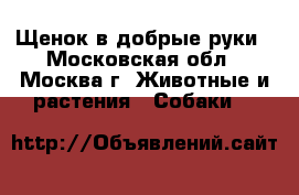 Щенок в добрые руки - Московская обл., Москва г. Животные и растения » Собаки   